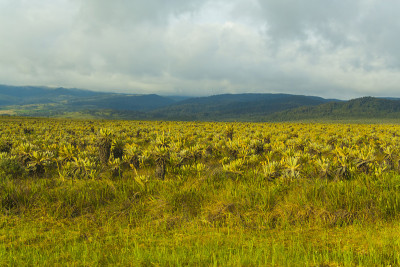Coconucos Huila
