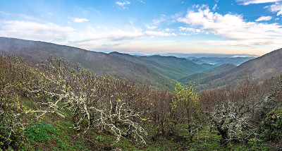 米切尔山附近的蓝岭山脉和崎岖的花园