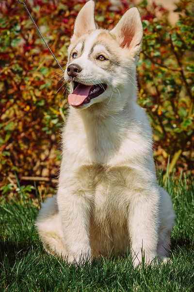户外西伯利亚哈士奇犬。