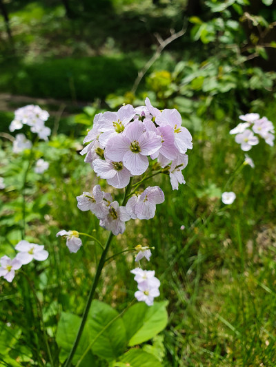 特写的白花酢浆草
