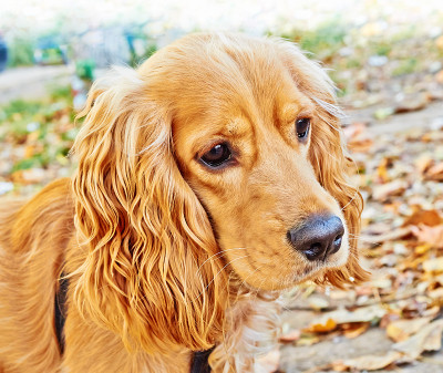 桃色可卡犬的肖像