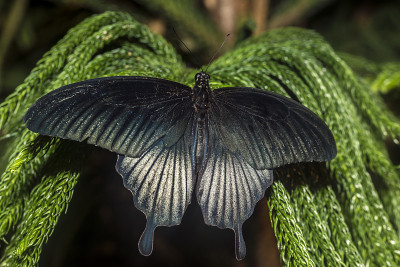 大摩门教徒(Papilio memnon)