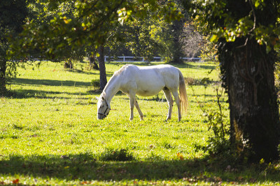 Lipizzan马