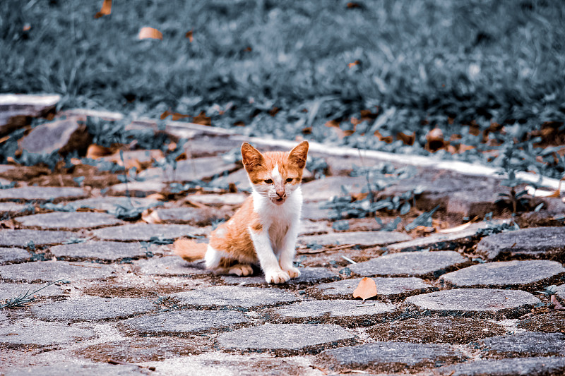 花园里的流浪猫