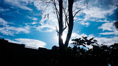 轮廓树