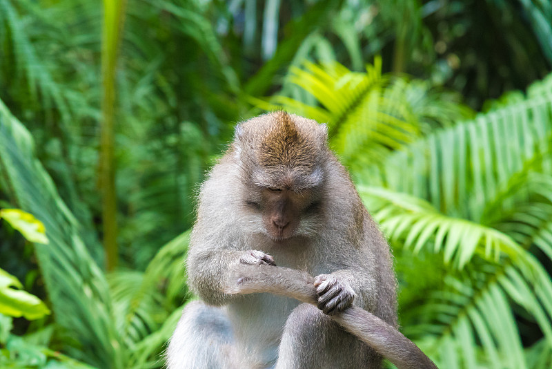 印度尼西亚巴厘岛猴子森林里的猕猴