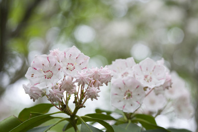 野桂花