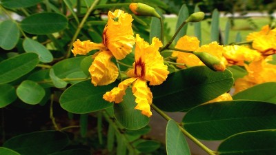 蒂普瓦纳花植物蒂普-金合欢花生