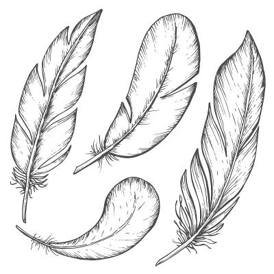 手绘羽毛套，素描复古墨画