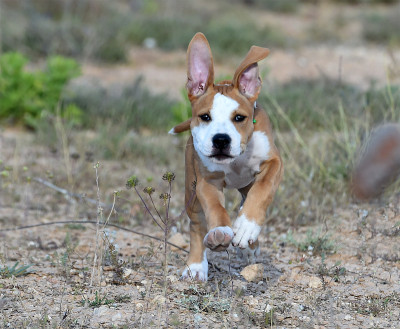 小狗斗牛犬