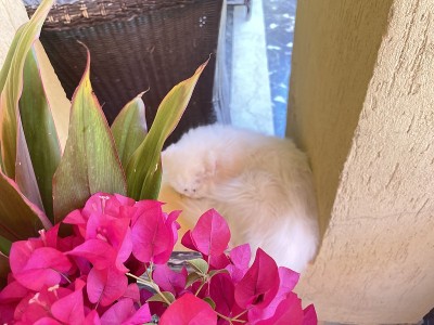 花猫
