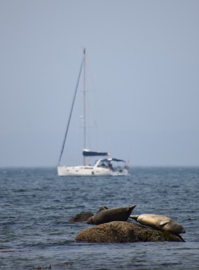 海豹和航行