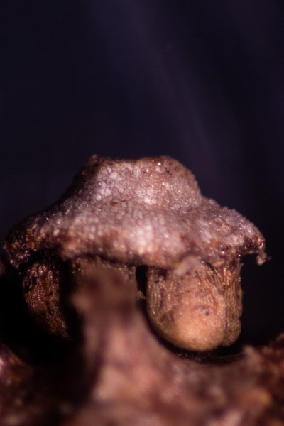 木贼草(木贼草，马尾草，蛇草)是木贼科唯一现存的用于实验室教学的属。