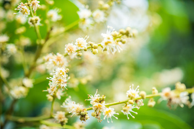 花园里的龙眼花
