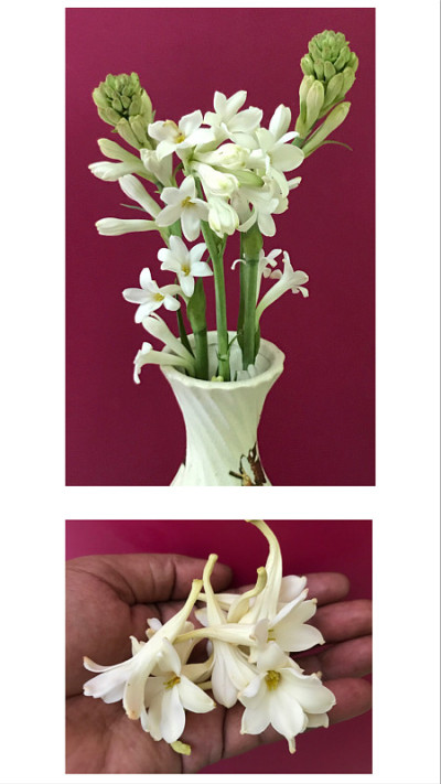 白色的晚香玉花和花蕾