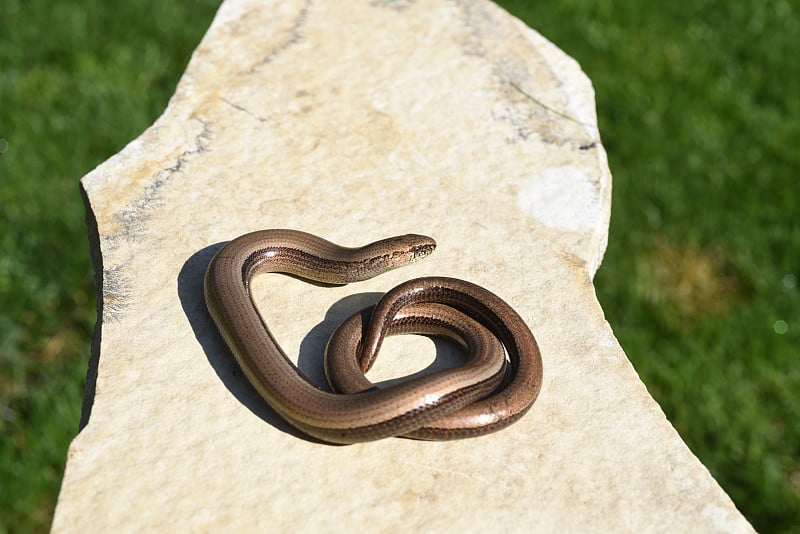 Squamat, Slow-worm