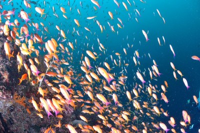 海戈尔迪
