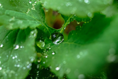 植物上的水滴