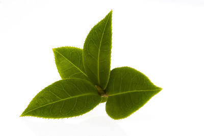 新鲜的茶