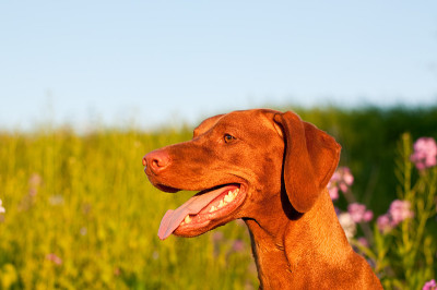 特写的Vizsla狗在侧面
