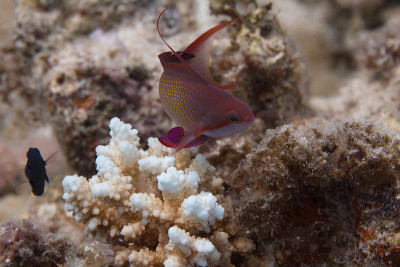 红海中的Lyretail Anthias