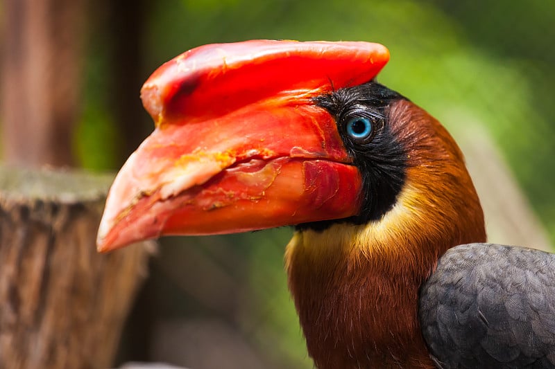 hydrocorax buceros