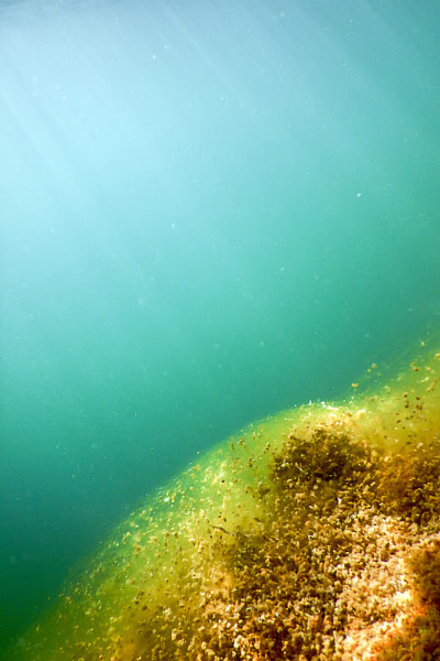 水下淡水植物河流，湖泊，池塘。