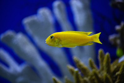 水族馆里的蜂鸟鱼慈鲷。黄柠檬丽鱼科鱼。(Labidochromis山雀)
