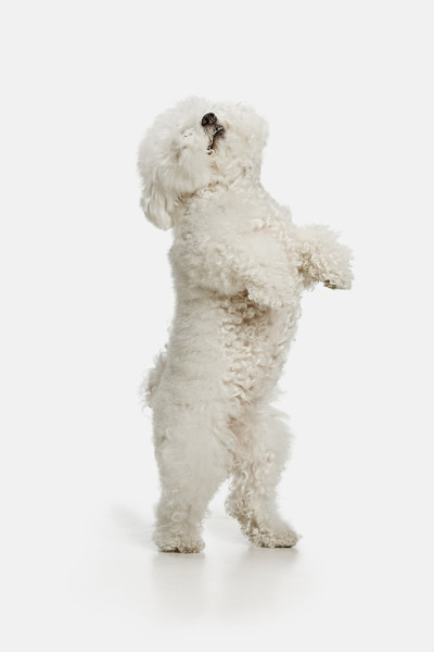 一种比雄毛毛犬，孤立的白色