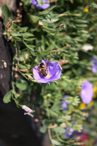 蜜蜂