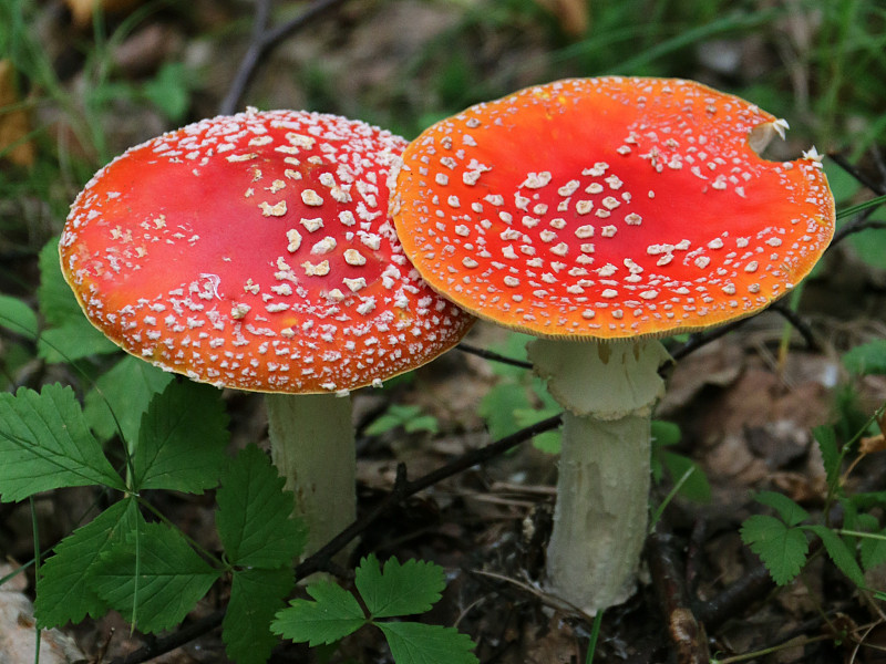 飞木耳(白毒伞)在森林地面上