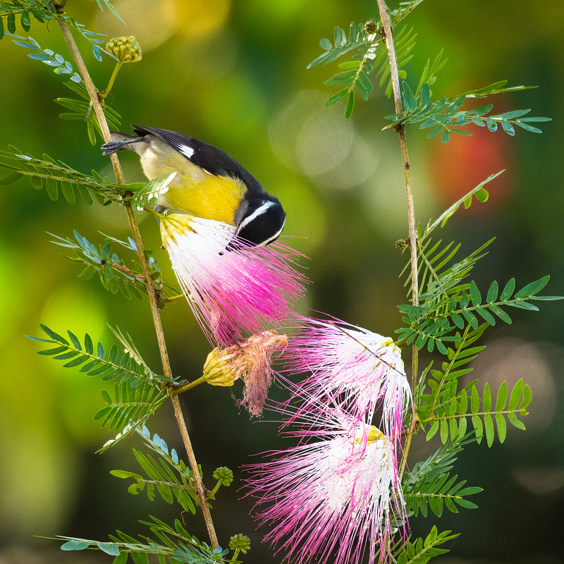 Bananaquit