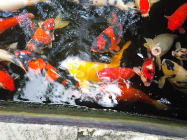 美丽的五彩锦鲤在印尼寺庙