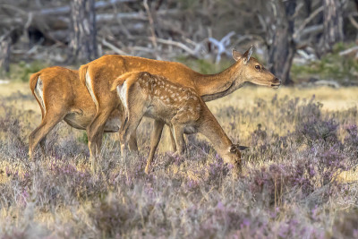 马鹿发情季节Veluwe
