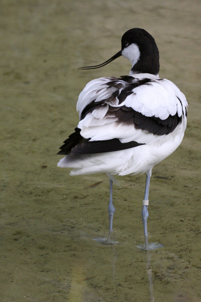 欧亚avocet