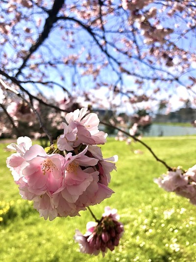 樱花春田