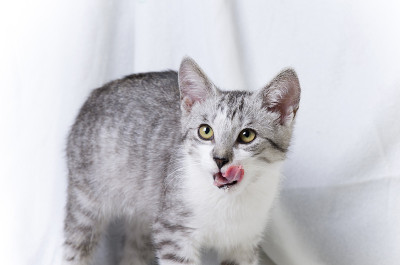 猫喝牛奶