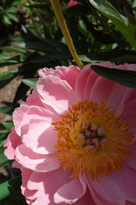 花的牡丹