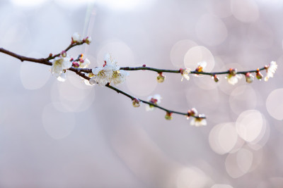 梅花