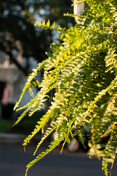 Boston Fern plant hanging outside in the sun at go