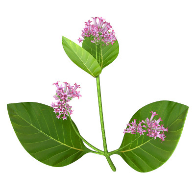 金鸡纳树
