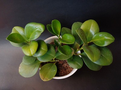 漂亮的盆花植物