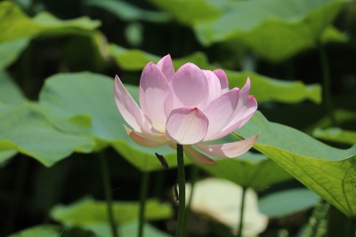 荷花和花瓣日本