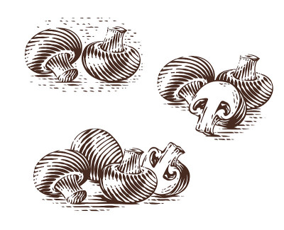 champignon手绘素描雕刻插画风格