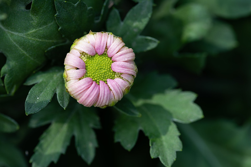 公园里有各种各样的菊花