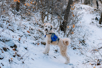 狗在雪地里背包徒步旅行