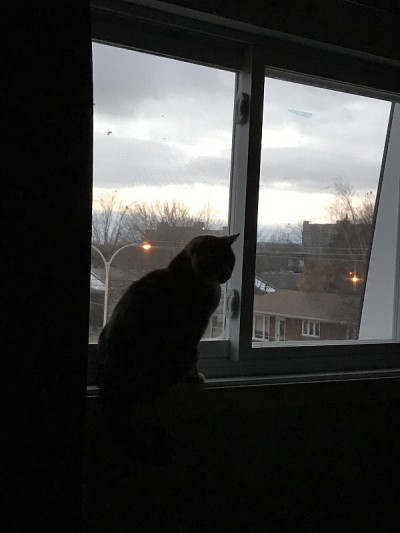 窗户边的猫