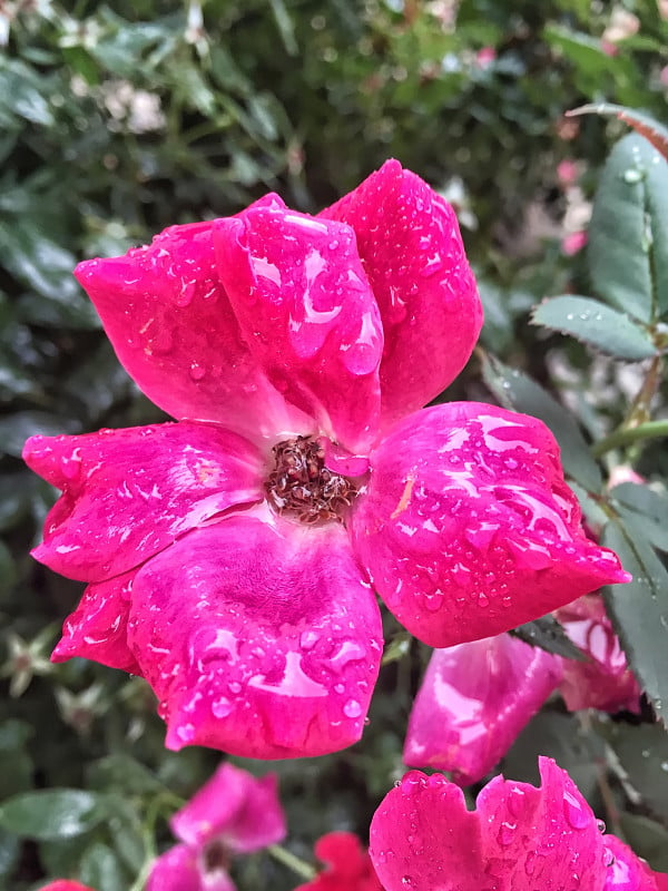 带着雨滴的粉红玫瑰