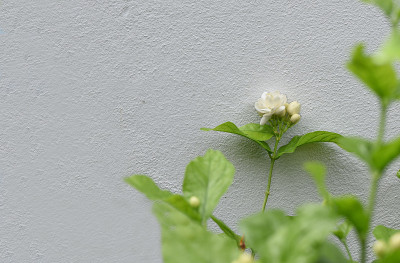 茉莉花