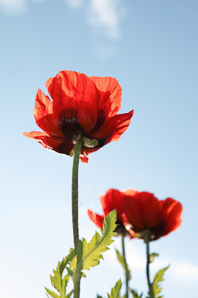 花